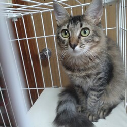 三鷹で猫の譲渡会 サムネイル3