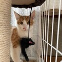 とても綺麗な茶白子猫のビーンズ！