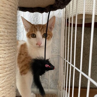 とても綺麗な茶白子猫のビーンズ！