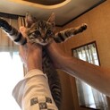 可愛すぎるキジトラ子猫のジョージ！