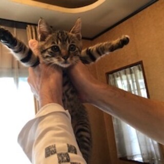 可愛すぎるキジトラ子猫のジョージ！
