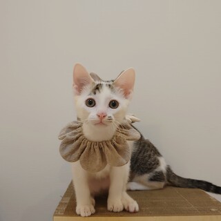 ちょっと天然で人懐っこい男の子