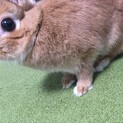 血統書つきネザーランドドワーフのメスです