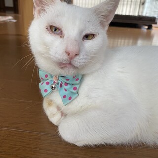 大怪我から回復！！ハクくん
