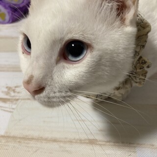 ブルーアイの白猫★タマちゃん