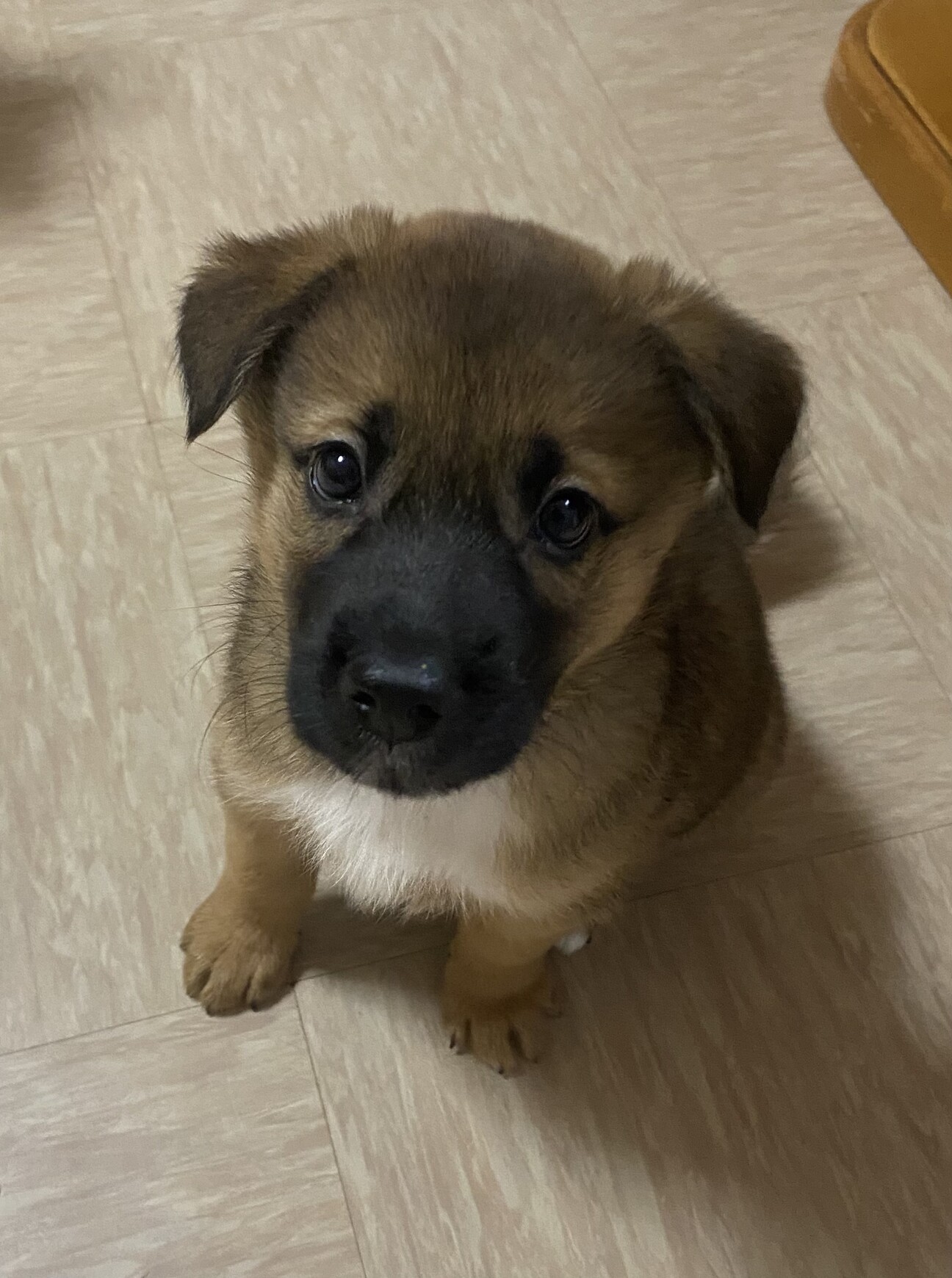 雑種子犬のテスくん 埼玉県 犬の里親募集 ペットのおうち 月間利用者150万人