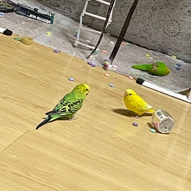 うえありのカバー写真