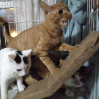 ３匹の親子セットで里親さん募集中