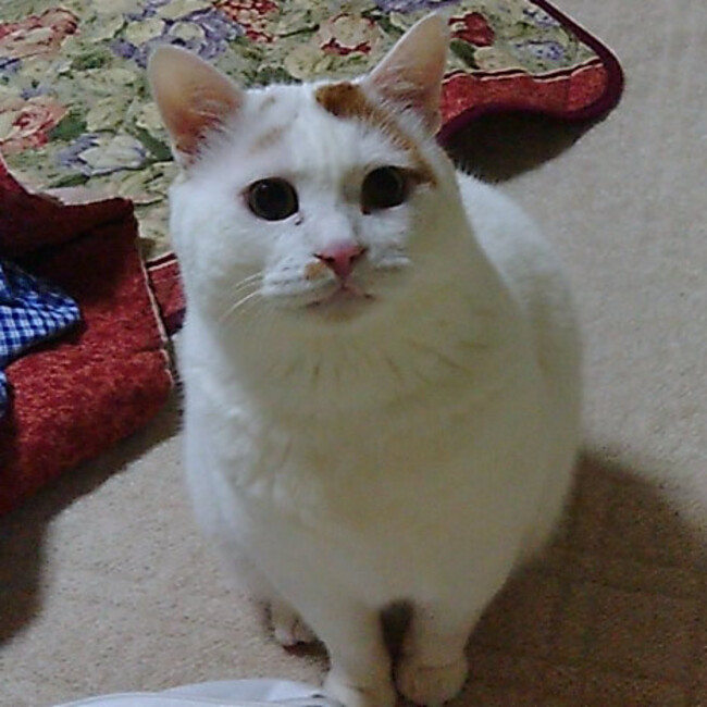 ミルテンのカバー写真