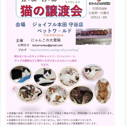 保護猫譲渡会　ジョイフル本田守谷店11/6