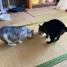 キジトラ とても人懐っこい女の子です サムネイル2