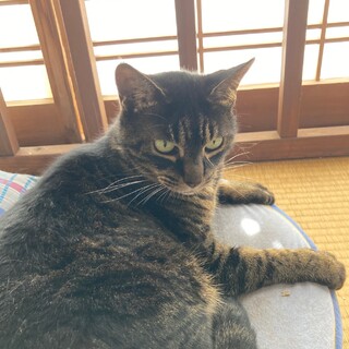 キジトラ とても人懐っこい女の子です