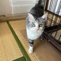 白サバ とても人懐っこい女の子です