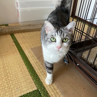 白サバ とても人懐っこい女の子です