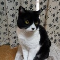 ハチワレ猫ちゃん 人馴れ練習中