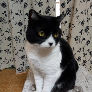 ハチワレ猫ちゃん 人馴れ練習中