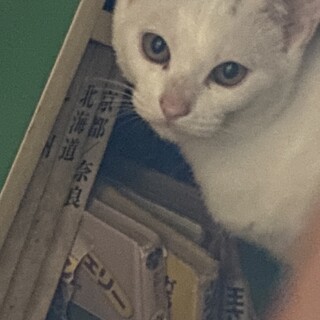 家の物置きで産まれてました
