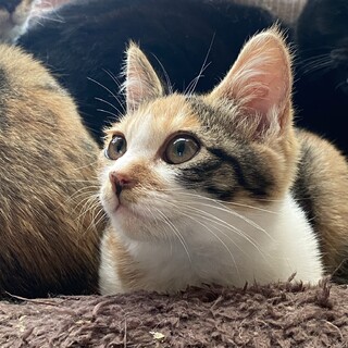 人馴れバッチリきじ三毛姉妹　アナ