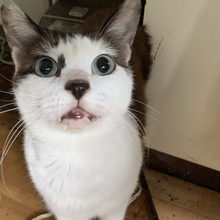 緊急　里親様募集　オス　3歳　黒白