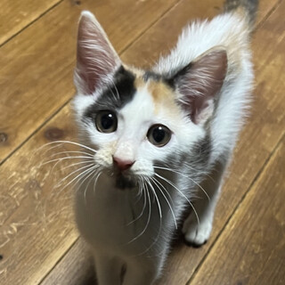 美人三毛ちゃん♡ランプちゃん