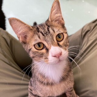 キング・オブ・内弁慶