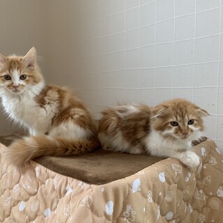 モフモフ姉弟♡一緒のお家希望です！