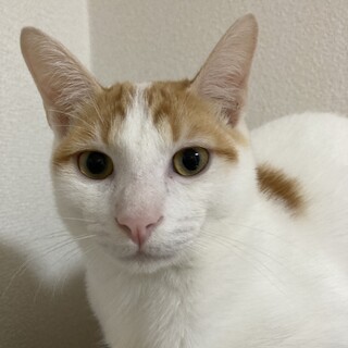 キレイな茶白の男の子♪幸せを呼ぶ鍵しっぽ☆