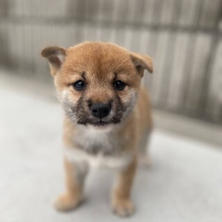 柴犬　優良血統の子犬達　女の子　一旦停止