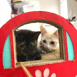 in春日井市～子猫大集合！保護猫の譲渡会2022年10月15日（土）～ ちーむ にゃいんず