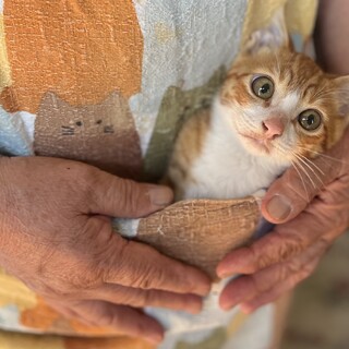 人馴れ抜群！茶トラの男の子