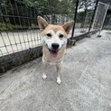 柴犬女の子　大きめサイズ