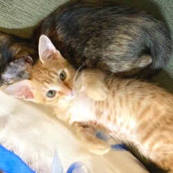 in豊明市～子猫大集合！保護猫の譲渡会2022年10月15日（土）～ ちーむ にゃいんず