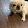 ペキニーズのエイぴレちゃん サムネイル7