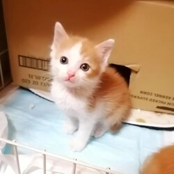 in瀬戸市～子猫大集合！保護猫の譲渡会2022年10月15日（土）～ ちーむ にゃいんず