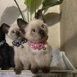 シャム兄妹のずっとのお家さがし