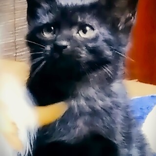 スーパー元気！な黒ちゃん兄妹！