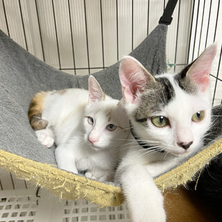 【人馴れ抜群】元気な甘えん坊