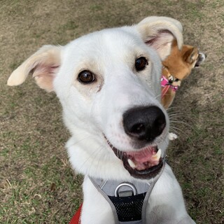 人が大好きな甘えん坊【レオナルド】♪