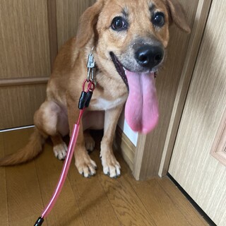 ビーグルMIX？ノアの家族を探してます。