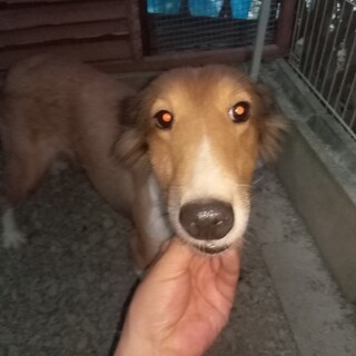 シェルティ　メス　推定8歳