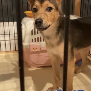 生後7.８ヶ月の男の子✨
