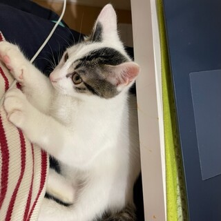 美猫サリーちゃん里親様募集中