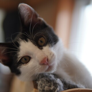 美猫ハチワレ『のれん君』