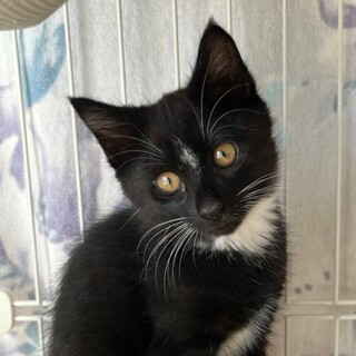 （お見合い決定！）『くつした』♂