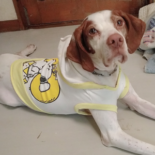 ポインター詩さん♀