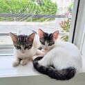 寄り添って生きてきた可愛い姉弟仔猫☆ 