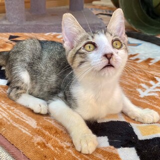 ハンペン君♪LINEビデオ通話でお見合できます！