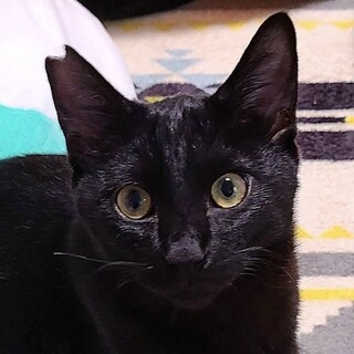 元気でやんちゃな美猫のろんちゃ君❣️