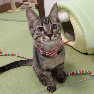 【10/16東銀座】ニアくん4ヵ月半♪