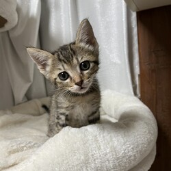 第181回　にゃん☆ぴーす猫譲渡会 サムネイル2